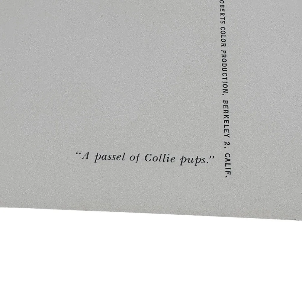Vintage Mike‎ Roberts Collie Pups Postcard Herbert Lanks Kodachrome Unused 60s